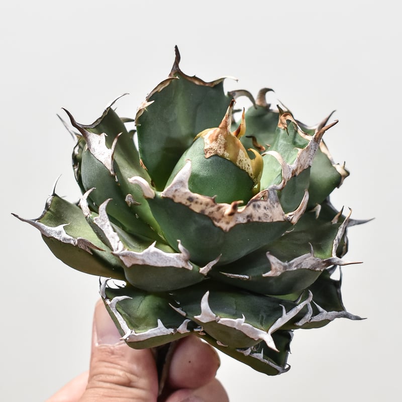 アガベ チタノタ 