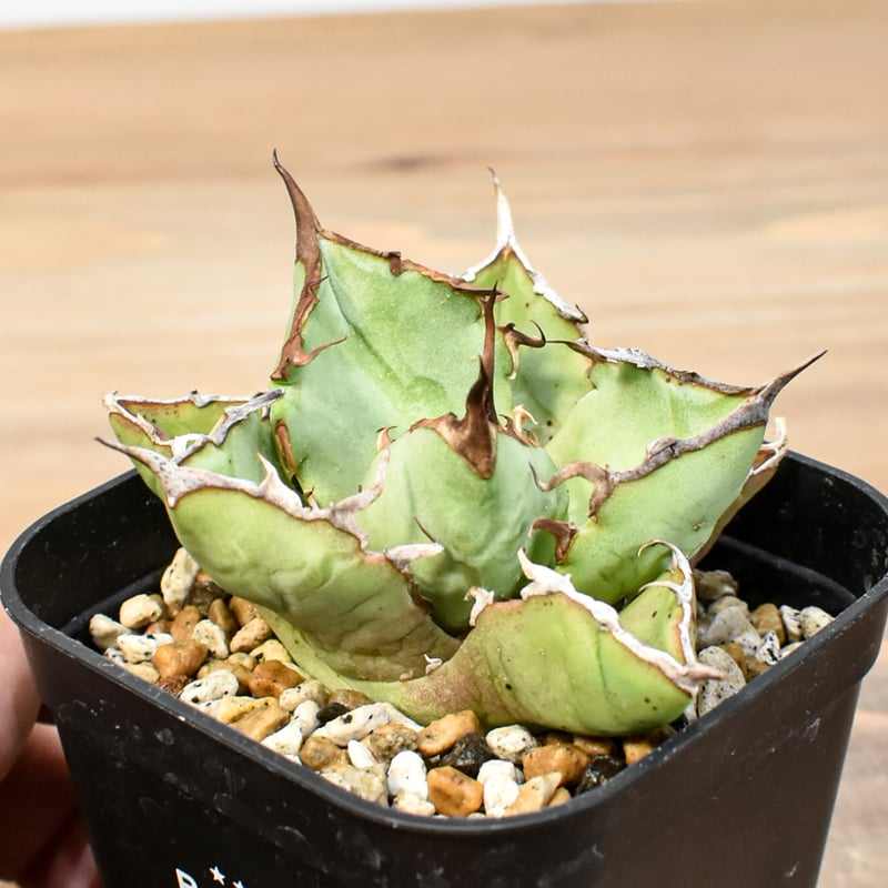 アガベ チタノタ 