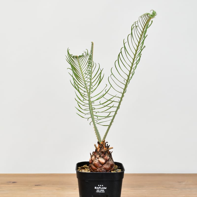 サイカス カイルンシアナ 【実生】RF25011356 | RAFLUM / ラフラム