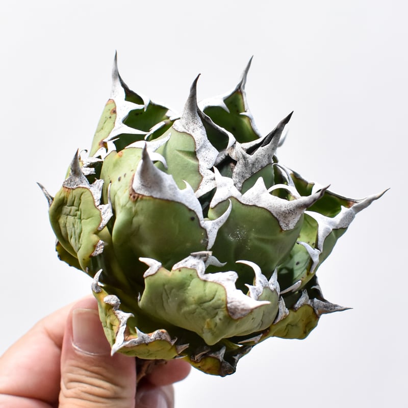 レアAurora dwarf oc 極光ドワーフ大量脇芽付き