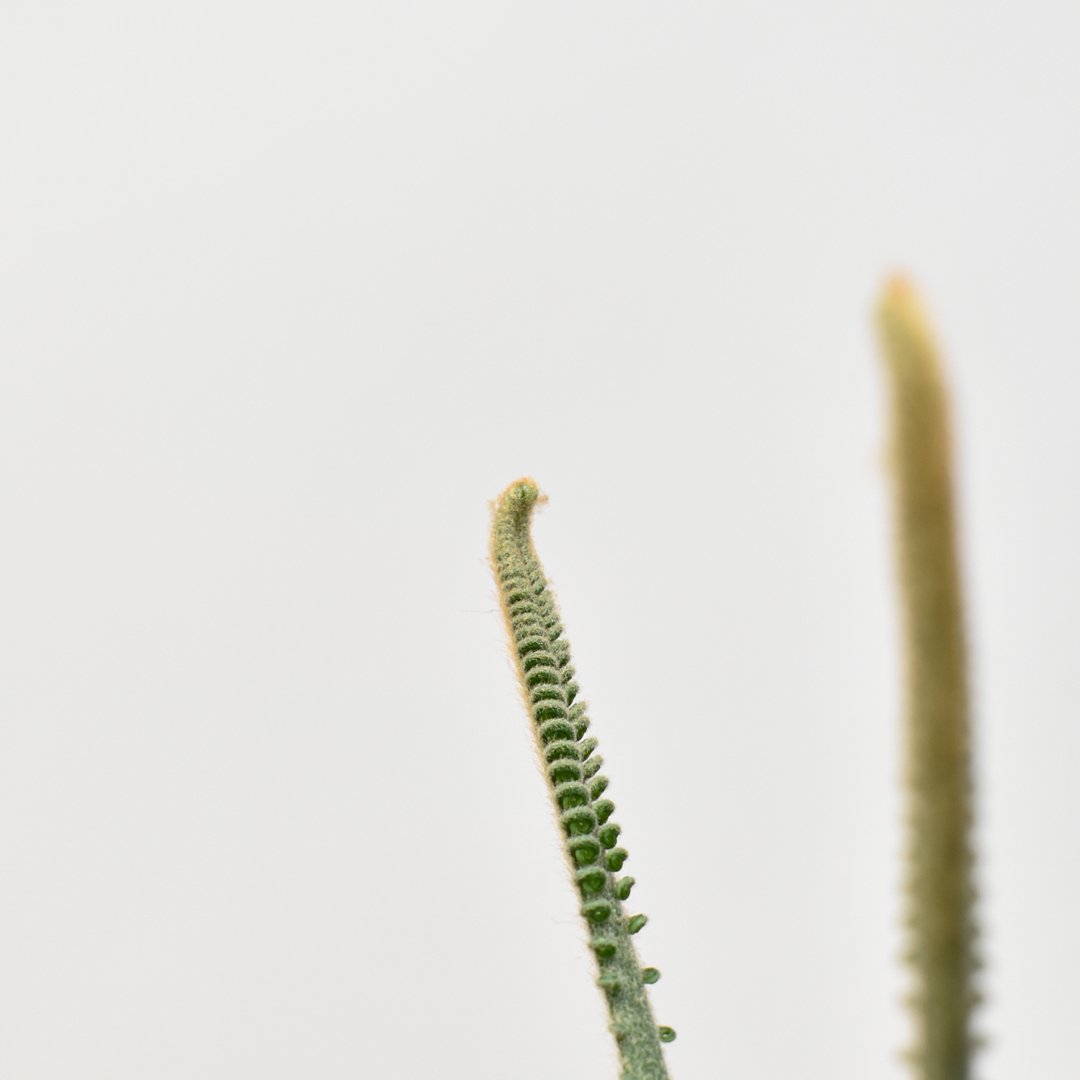 サイカス　カイルンシアナ　実生 サイカス カイルンシアナ 【実生】RF25011357 | RAFLUM