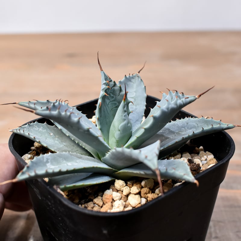 アガベ ハイブリット 日系イシスメンシス×象牙妖炎（陽炎エボリ