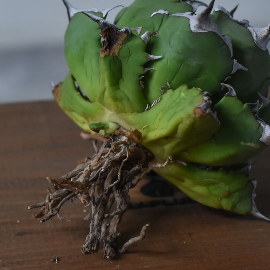 アガベ チタノタ ドワーフ 