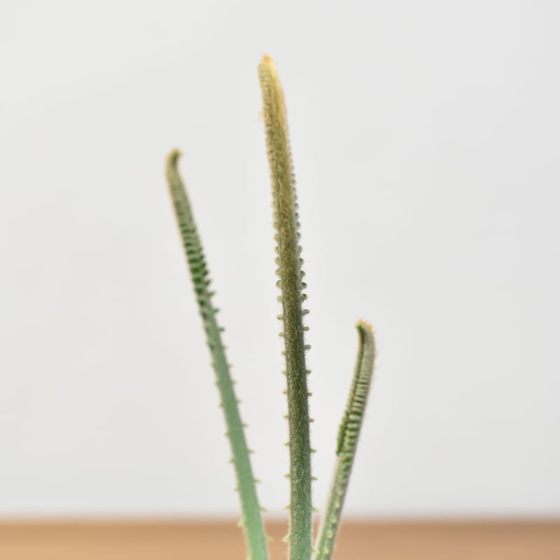 サイカス　カイルンシアナ　実生 サイカス カイルンシアナ 【実生】RF25011357 | RAFLUM