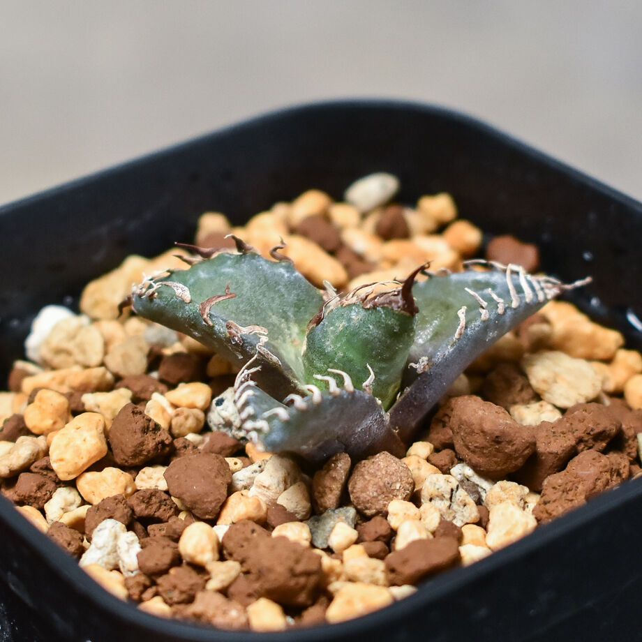 アガベ チタノタ 