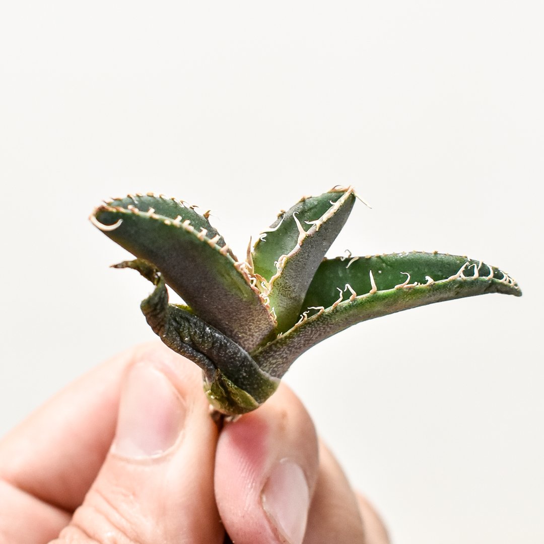 アガベ チタノタ 