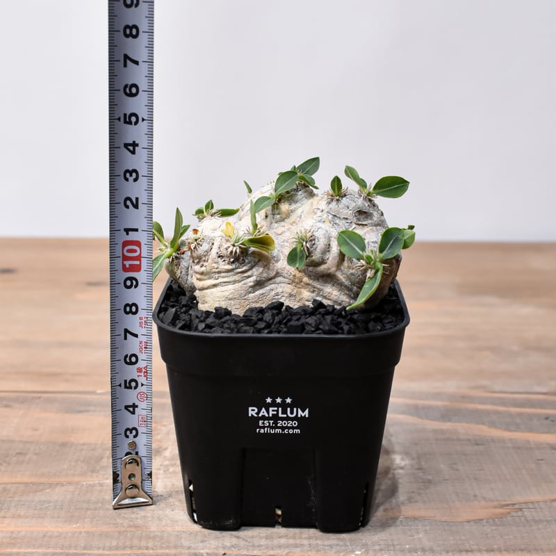 大株 恵比寿笑い パキポディウム ブレビカウレ 05e23e178b44b5b9ea7c837a225570