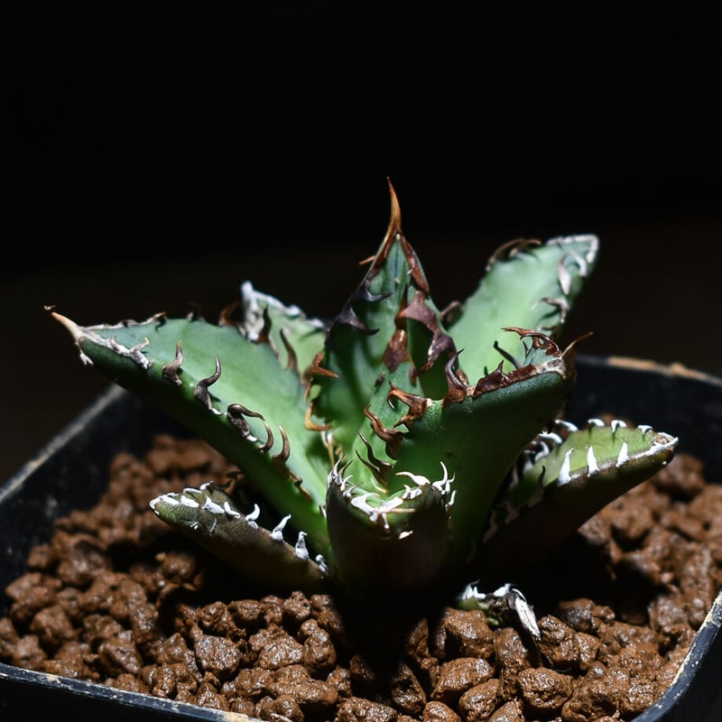 アガベ チタノタ 