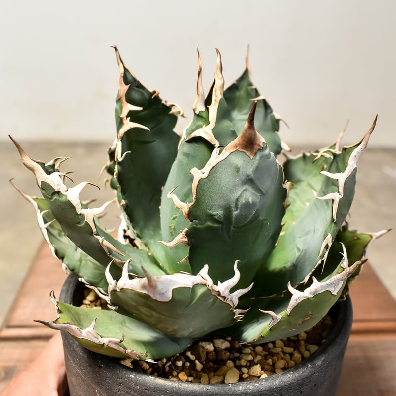 アガベ Iran株　ノーネーム アガベ ノーネーム Agave no name | Sunny Branch