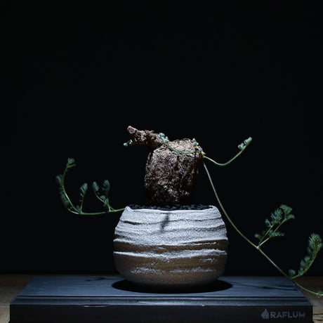 CATEGORY トリステ | RAFLUM / ラフラム｜東京、大阪の塊根植物