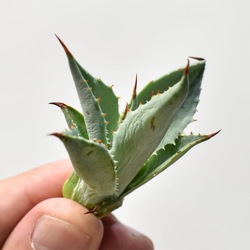 アガベ ハイブリット 