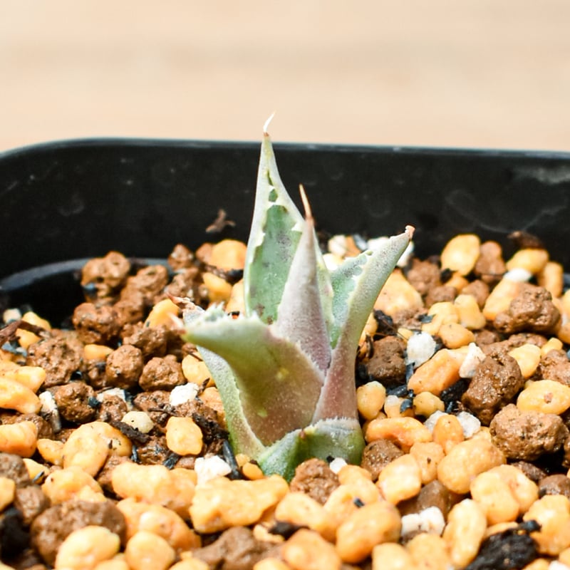 アガベ ハイブリット 