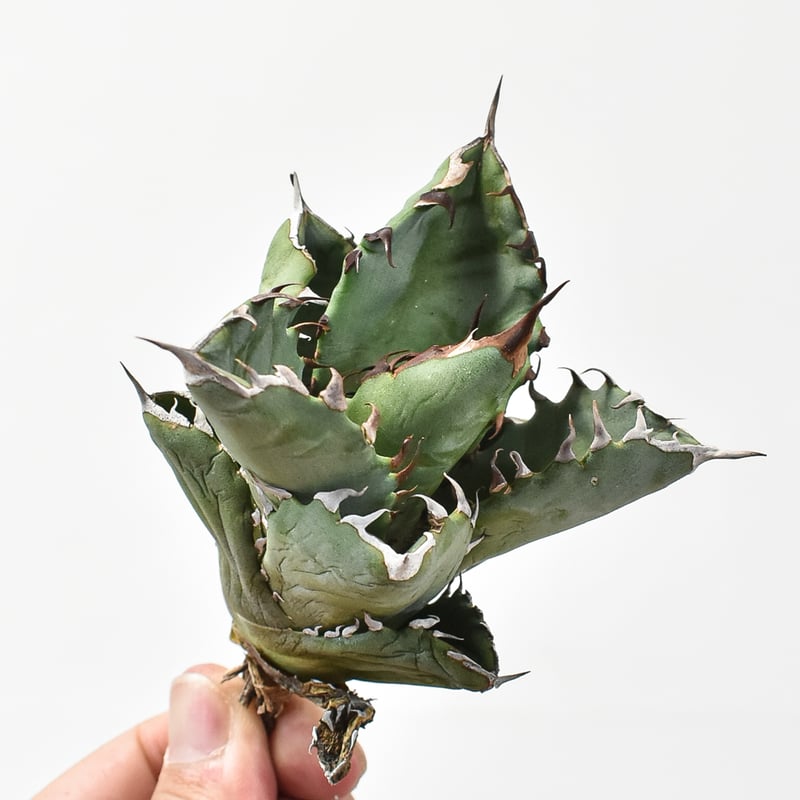 アガベ チタノタ 