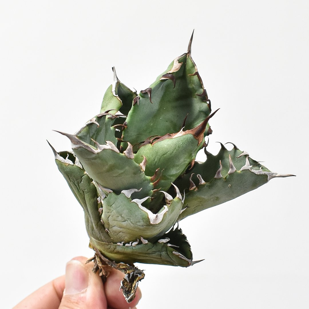 アガベ　チタノタ　虎鯨　シャチ　ブラックドラゴン 子株　台湾輸入株 アガベ チタノタ 虎鯨 シャチ ブラックドラゴン 子株 台湾輸入株