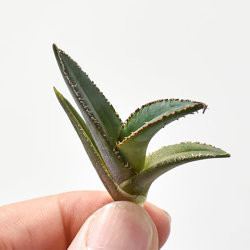 アガベ　緑屑牛 アガベ 緑屑牛 アガベ チタノタ 緑犀牛 | hanayoshi-botanical