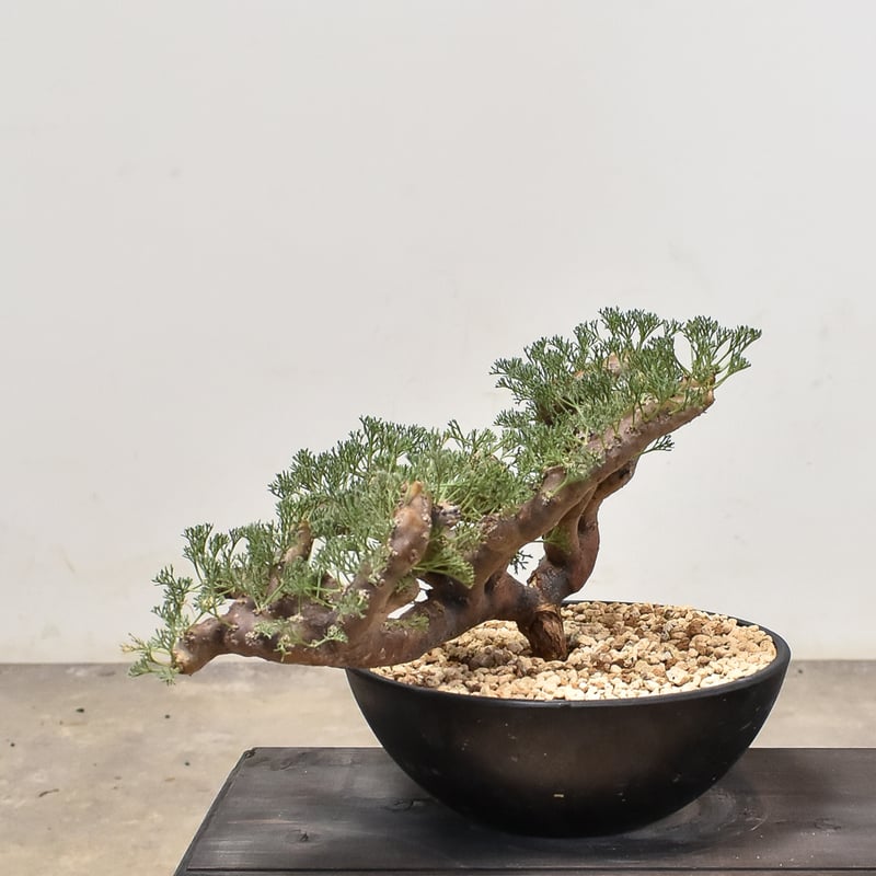 サルコカウロン ムルチフィズム 