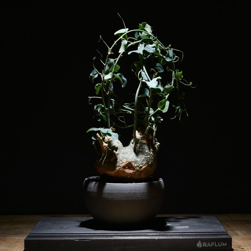 アデニアスピノーサ （発根済み）Mサイズ RF22896 | RAFLUM