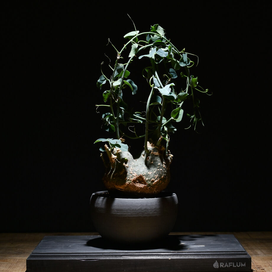 アデニアスピノーサ （発根済み）Mサイズ RF22896 | RAFLUM / ラフラム
