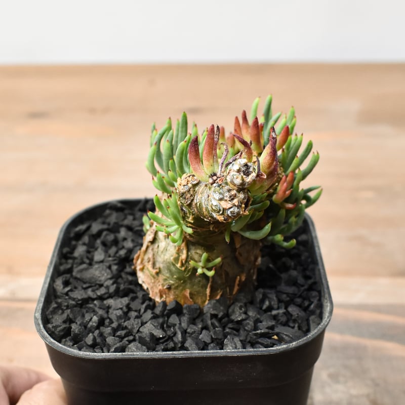 チレコドン ペアルソニー 