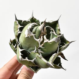 10/31(木)20:00】ブツブツ系の代名詞 麻花龍と、麻花のOC株をお手頃