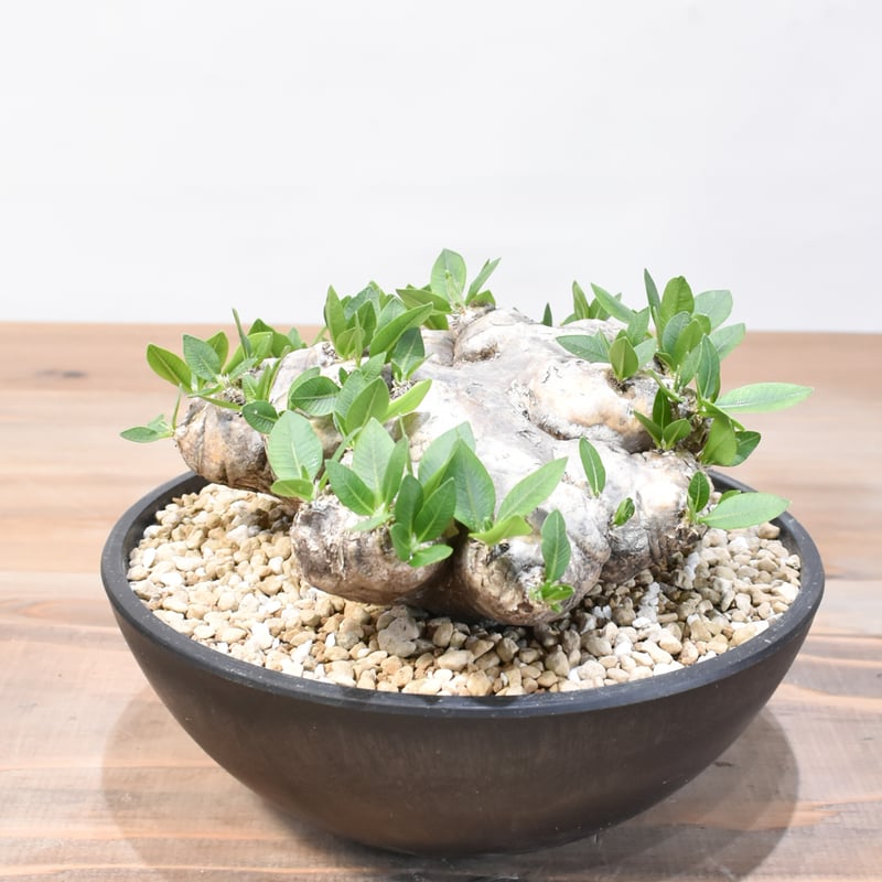 パキポディウム 恵比寿笑い【発根確認済】 【公式通販】