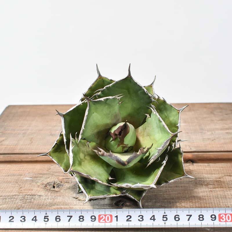 アガベ チタノタ シャークソード 