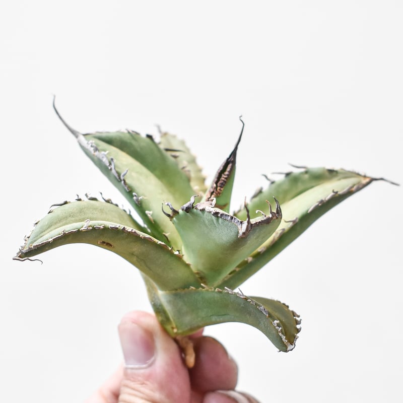 アガベ チタノタ シャークソード 