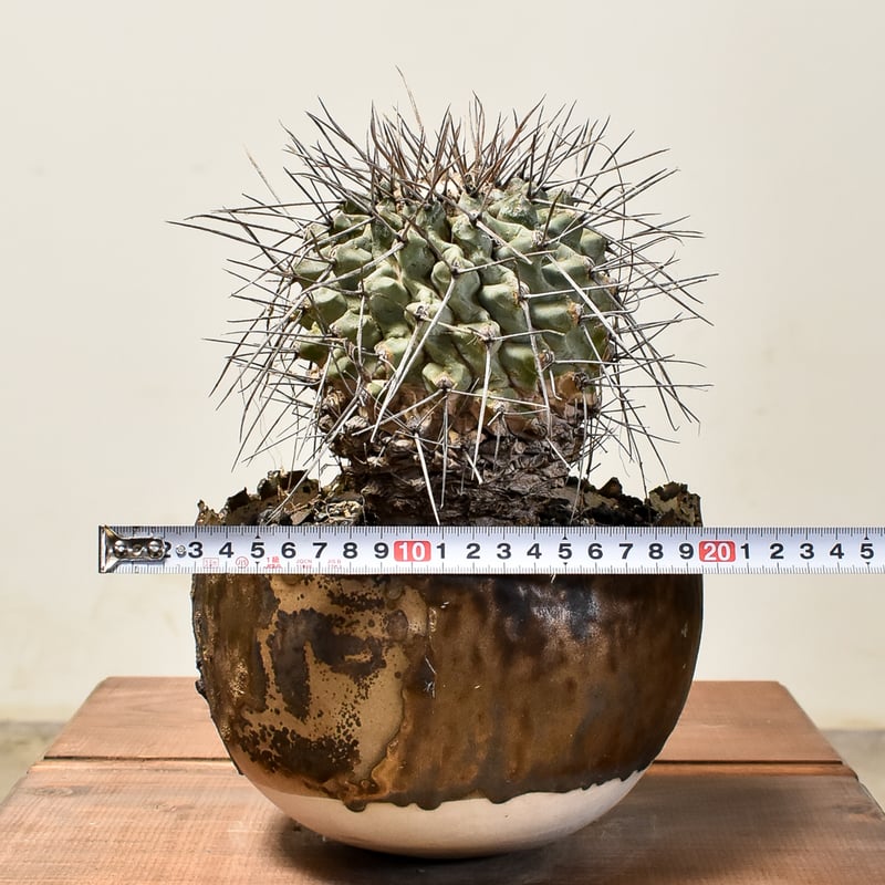 RAFLUMコレクション】テロカクタス ニドゥランス 