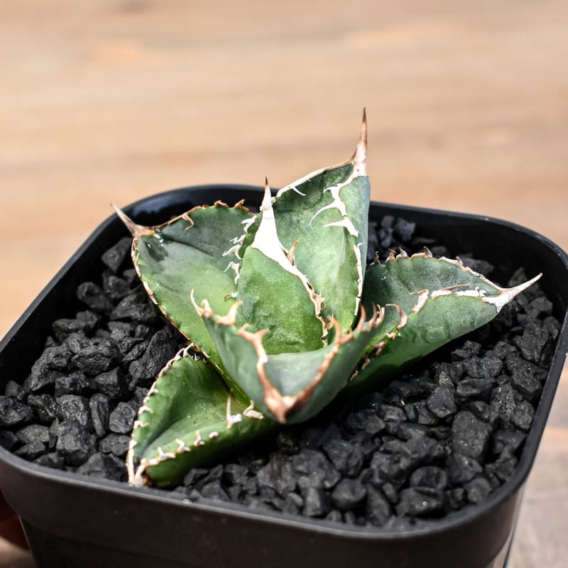 アガベ　大量セット　20株以上 大株アガベ 14品種セット アソートセット 楽天市場】アガベ