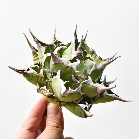 アガベチタノタハデス | STORES