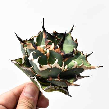 アガベ チタノタ "精品ハデス" / 精品黒帝斯、精品恐竜牙歯 【台湾 dragon agave産/中株/抜き苗】E RF25011903