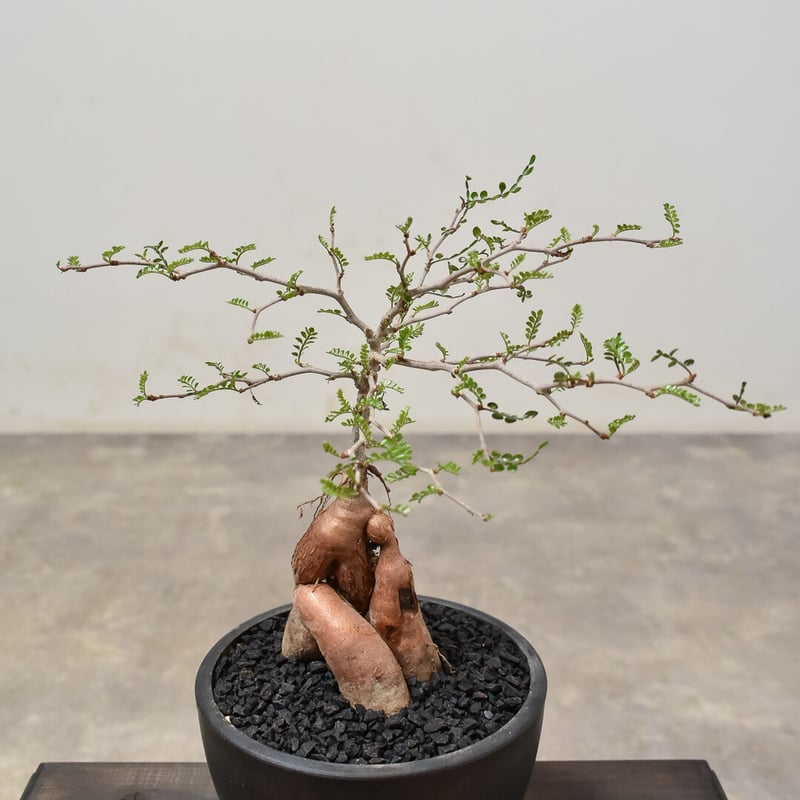 オペルクリカリア パキプス （実生）RF231526(T) | RAFLUM