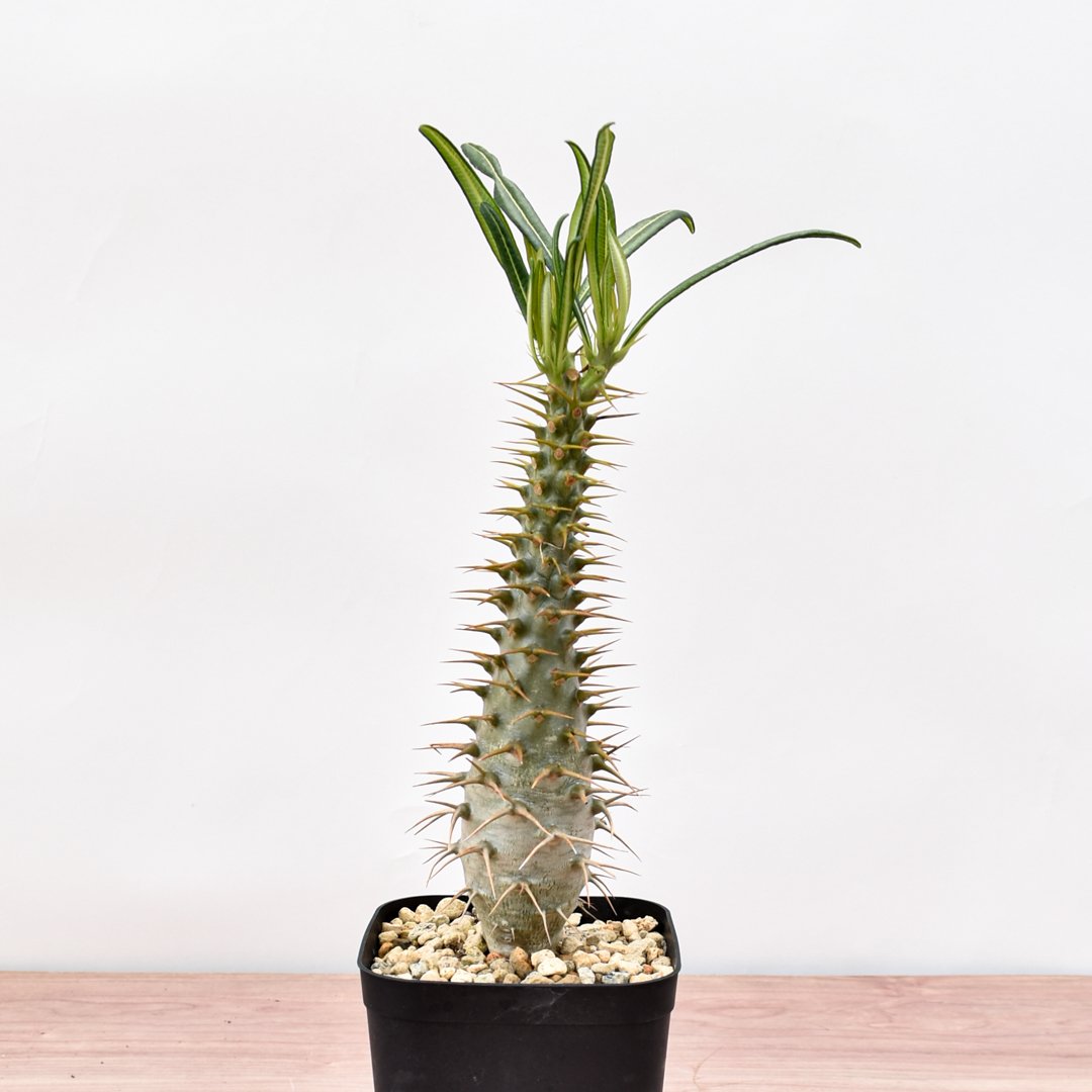 実生 アンボンゲンセ パキポディウム 国内実生　パキポディウム　アンボンゲンセ | LUCK GREEN 塊根植物・コーデックス