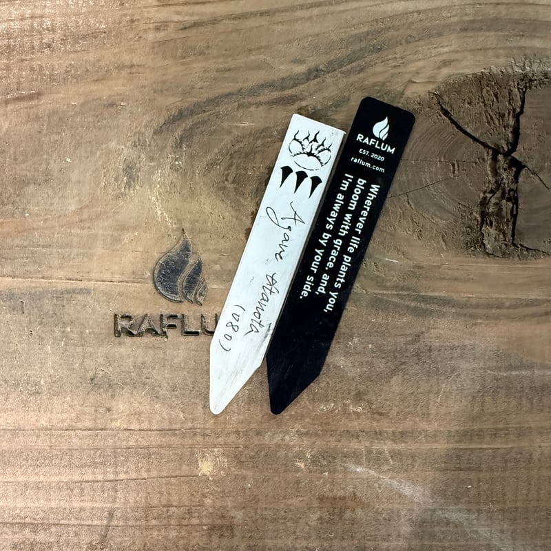 アガベ Dennis 080（Dennis hybrid / 皮卡丘×黒帝斯）【台湾DENNI