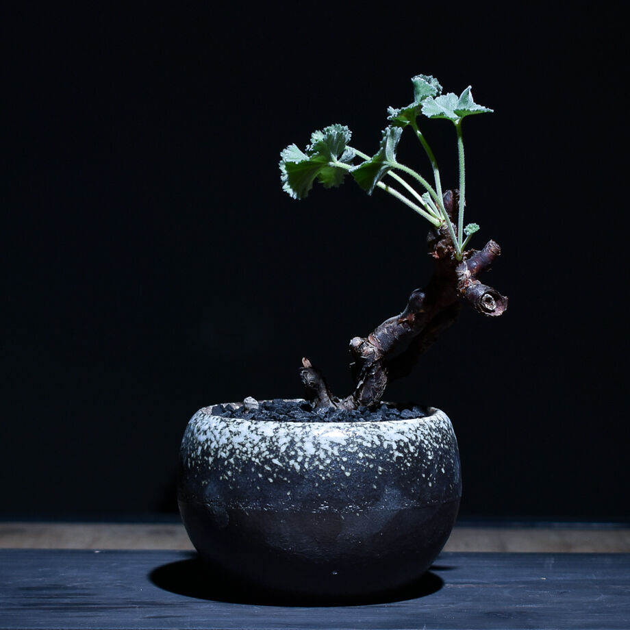 ペラルゴニウム ミラビレ （発根済み）RF221075 | RAFLUM / ラフラム