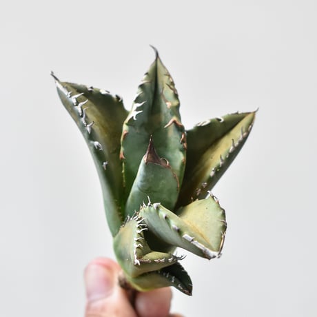 アガベ チタノタ ホワイトファイヤー / 白炎, 白火焔" 【台湾 dragon agave産/子株/抜き苗販売】102