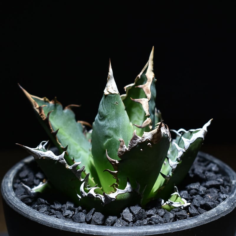 アガベ　チタノタ　オテロイ　赤猫　ゴリ猫　コンパクト　強刺　1 アガベ レッドキャットウィーズル ゴリ猫 赤猫 コンパクト チタノタ