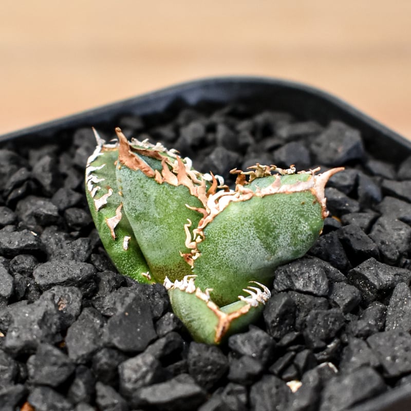 アガベ　チタノタ　shihao産　星空　ぶつぶつ アガベ チタノタ shihao産 星空 ぶつぶつ