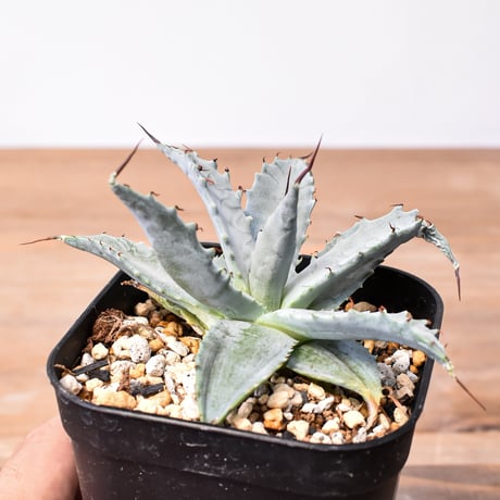 アガベ ハイブリット 雷帝×妖炎(イシスメンシス×ユタエンシス) 【台湾botanical_seeker産】A