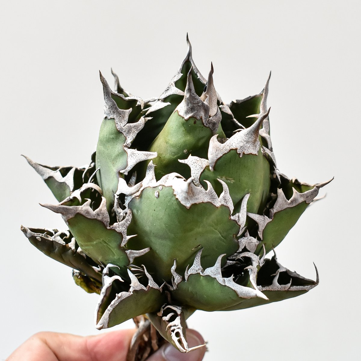 アガベ チタノタ 