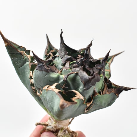 【RAFLUM特選株】アガベ チタノタ チーター "精品猟豹"  【台湾 dragon agave産/中株/抜き苗】DG2402736(T) A