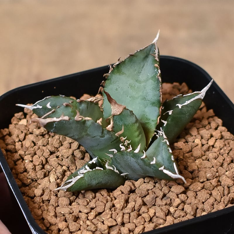 アガベ オテロイ ホワイトファイヤー アガベ チタノタ ホワイト