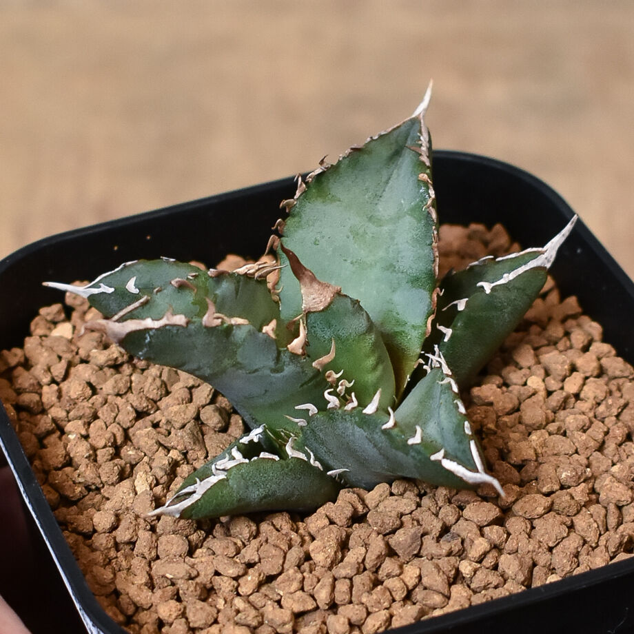 648895e86aabc3002b25285c