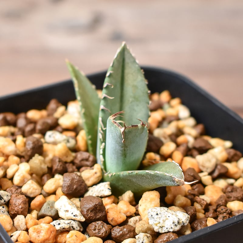 アガベ チタノタ バンブルビー 大黄蜂 発根済