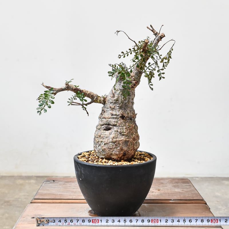 オペルクリカリア パキプス 【発根済み】HK2402395(T) | RAFLUM / ラフ