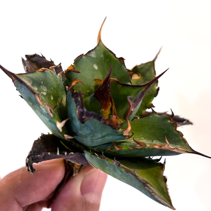 アガベ　チタノタ　ハデス　親株 Yahoo!オークション - 【FK PLANTS】 Agave titanota 'Hades