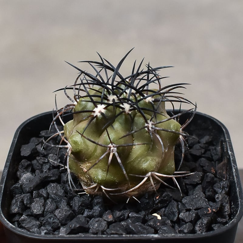 Copiapoa コピアポア グリセオビオラセア 栗星玉 実生 fit=scale-down,w=1200