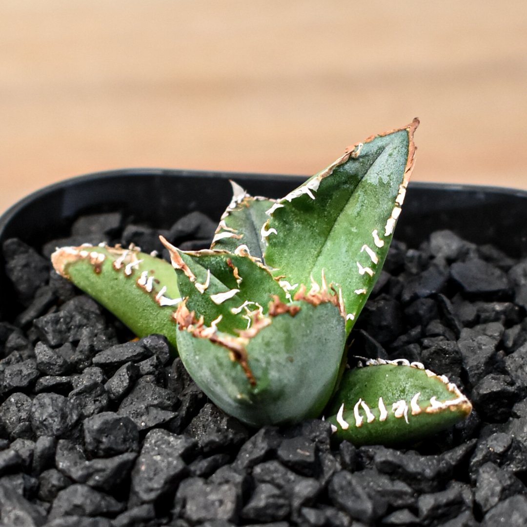 【アガベ】ロファンサ チタノタハイブリッド アガベ チタノタ×ロファンサ 萬代巌竜 ハイブリッド | Pay ID