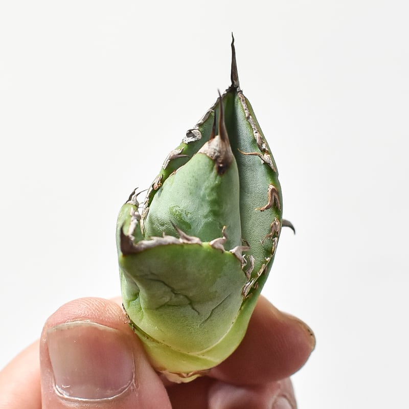 M*a様 大好評！アガベメイン☆塊根19種セット！希少品種あり