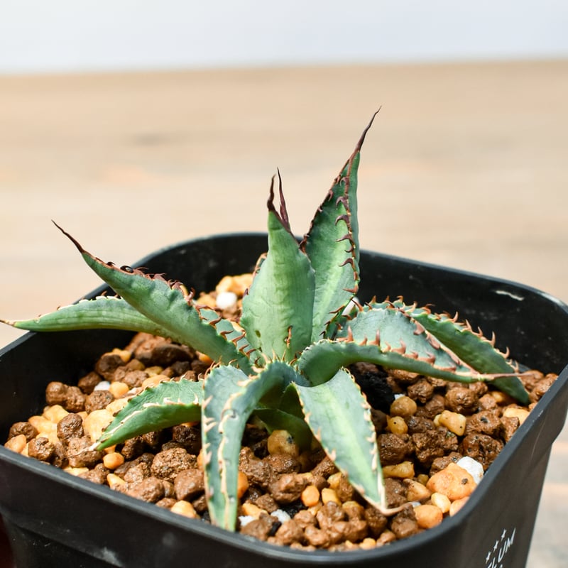 アガベ ハイブリット 